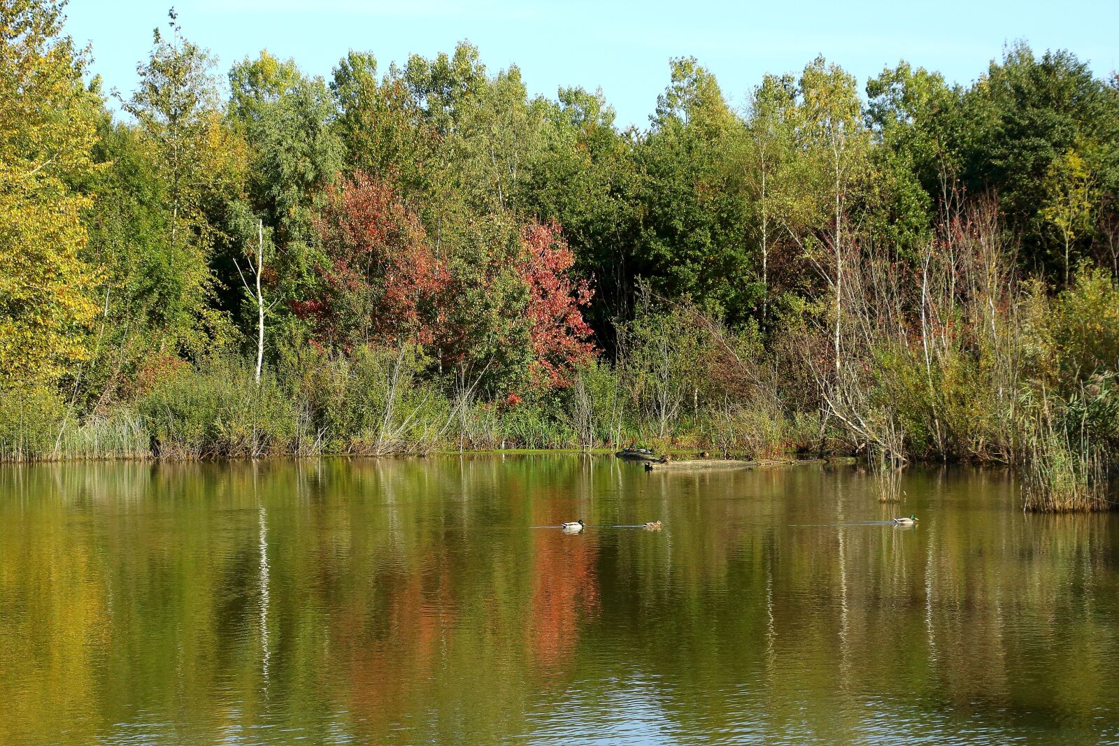 Canon EOS 700D (EOS Rebel T5i / EOS Kiss X7i) sample photo. Lake, forest, autumn photography