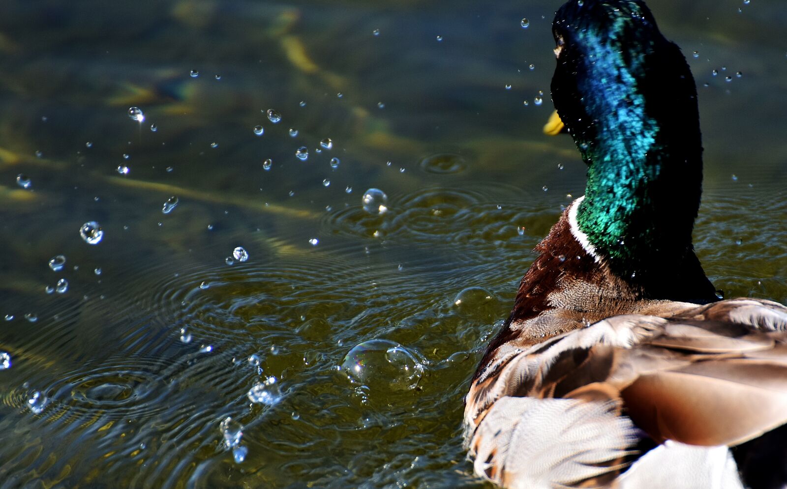 Nikon D7200 sample photo. Duck, mallard, drake photography