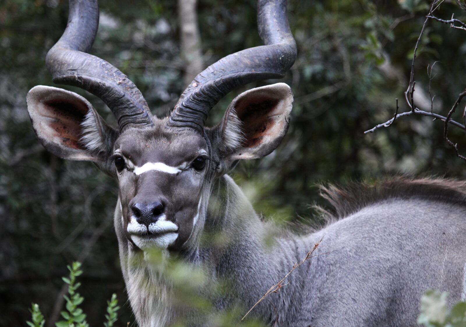 Canon EF 100-400mm F4.5-5.6L IS USM sample photo. Animals, kudu, africa photography