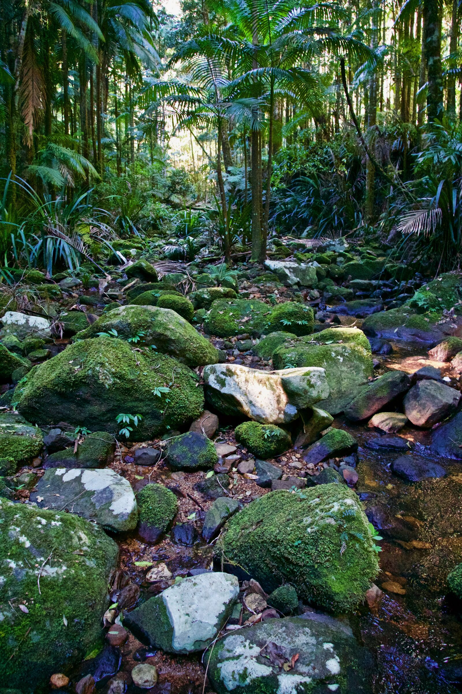 Sony E 18-135mm F3.5-5.6 OSS sample photo. Nature, moss, jungle photography