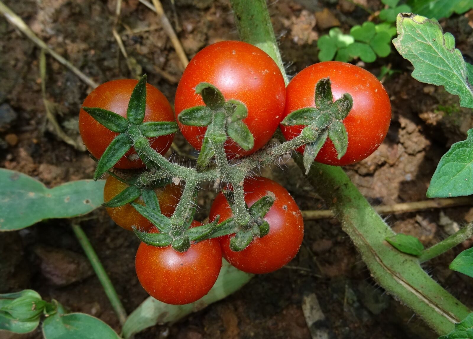Sony DSC-HX60V sample photo. Cherry tomato, solanum pimpinellifolium photography