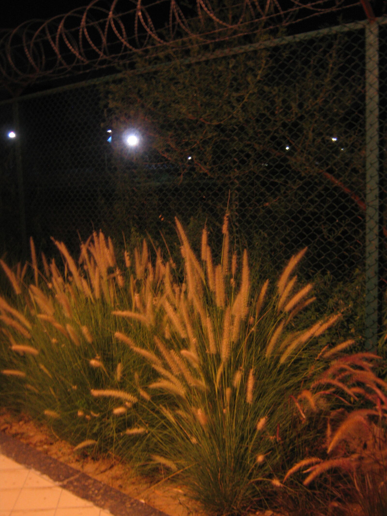 Canon PowerShot A480 sample photo