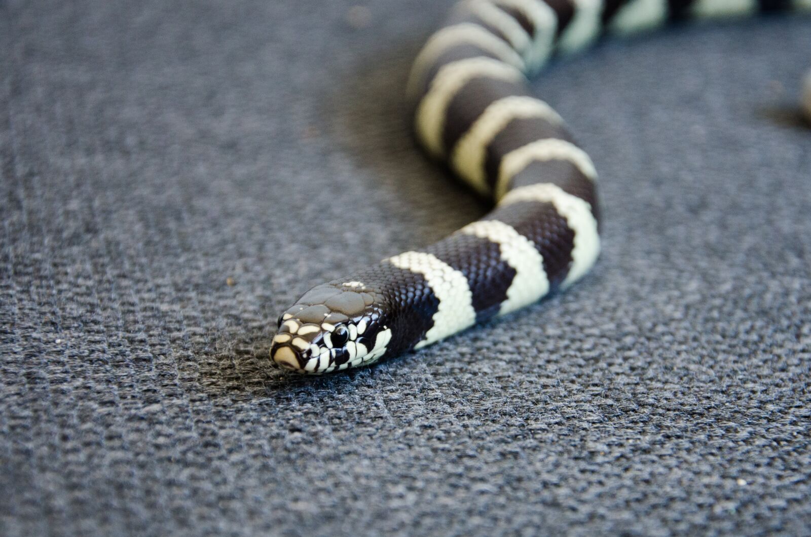 Nikon D7000 sample photo. King snake, snake, reptile photography