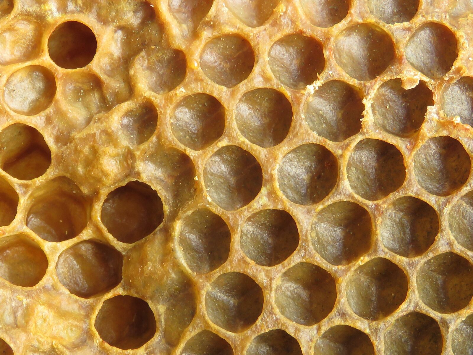 Canon PowerShot SX60 HS sample photo. Wax, honeycomb bee, radius photography