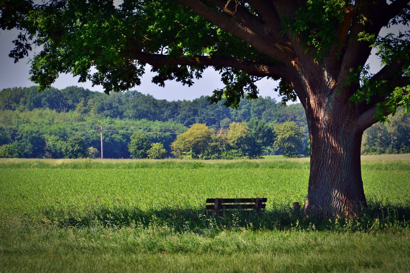 Nikon D5200 sample photo. Tree, oak, park bench photography