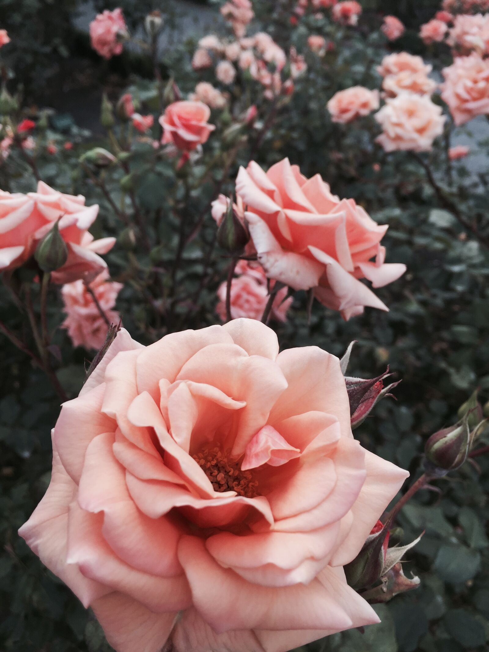 Apple iPhone 6 sample photo. Rose, blossom, bloom photography