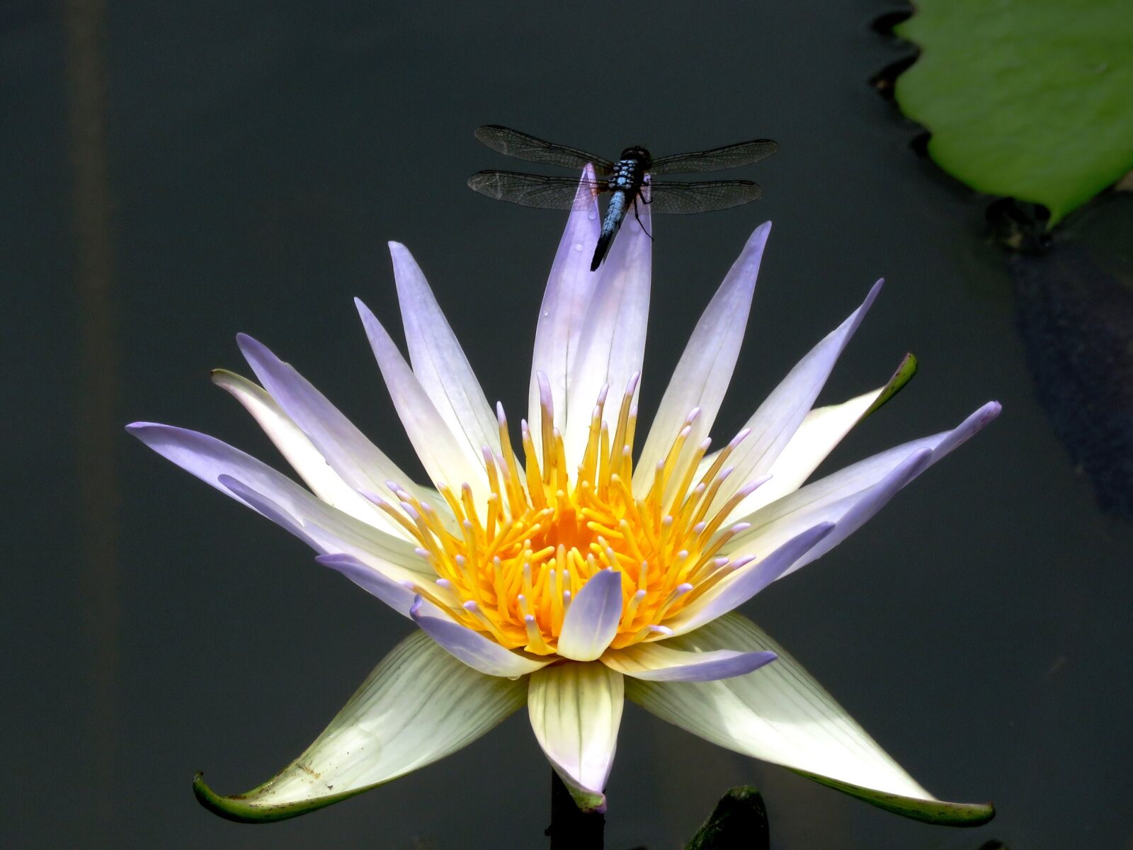 Canon PowerShot SX60 HS sample photo. Dragon fly, lily, flower photography