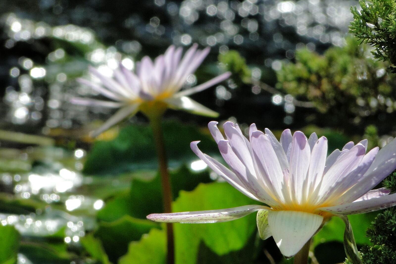 Sony Cyber-shot DSC-HX1 sample photo. Nymphaea alba, flower, 綻 photography