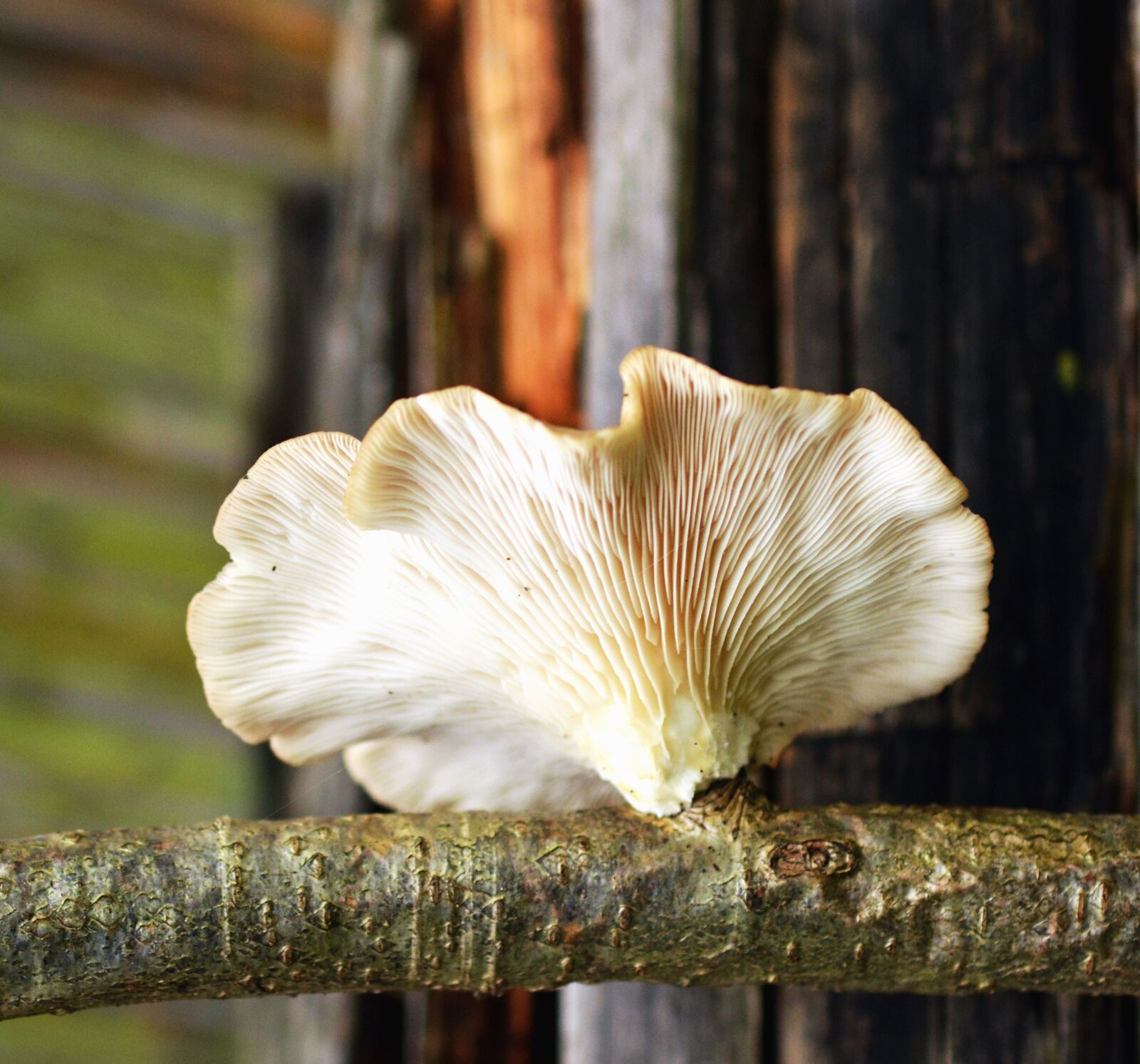 Nikon D5200 sample photo. Mushroom, wood, fungus, food photography