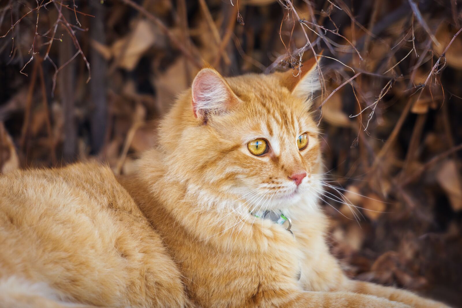 Nikon D7200 sample photo. Animal, nature, cat photography