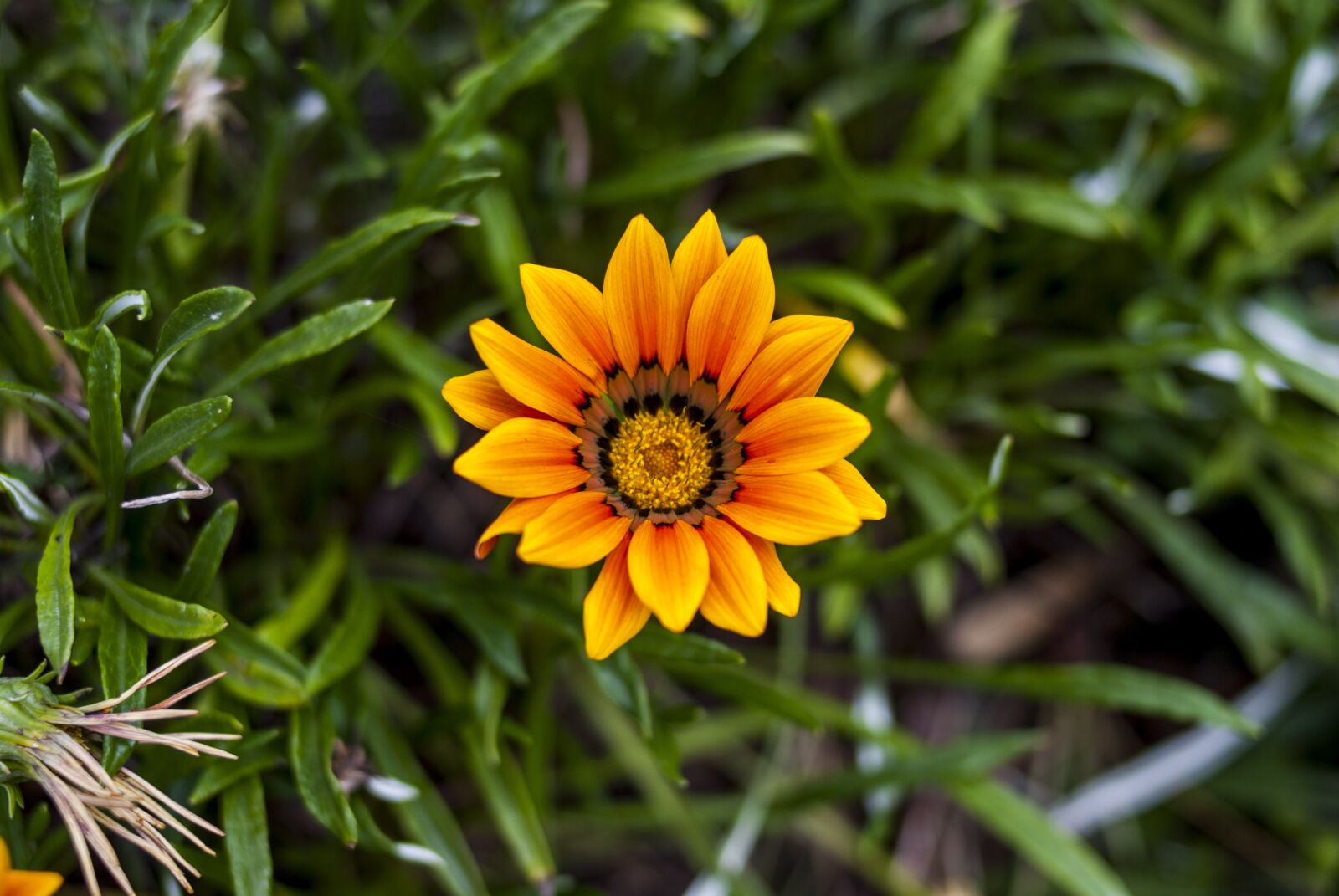 Nikon D60 sample photo. Nature, plant, summer photography