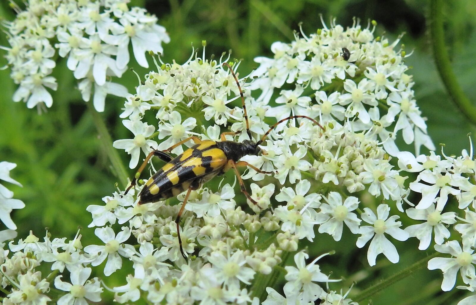 Nikon Coolpix P900 sample photo. Narrow bock, longhorn beetle photography