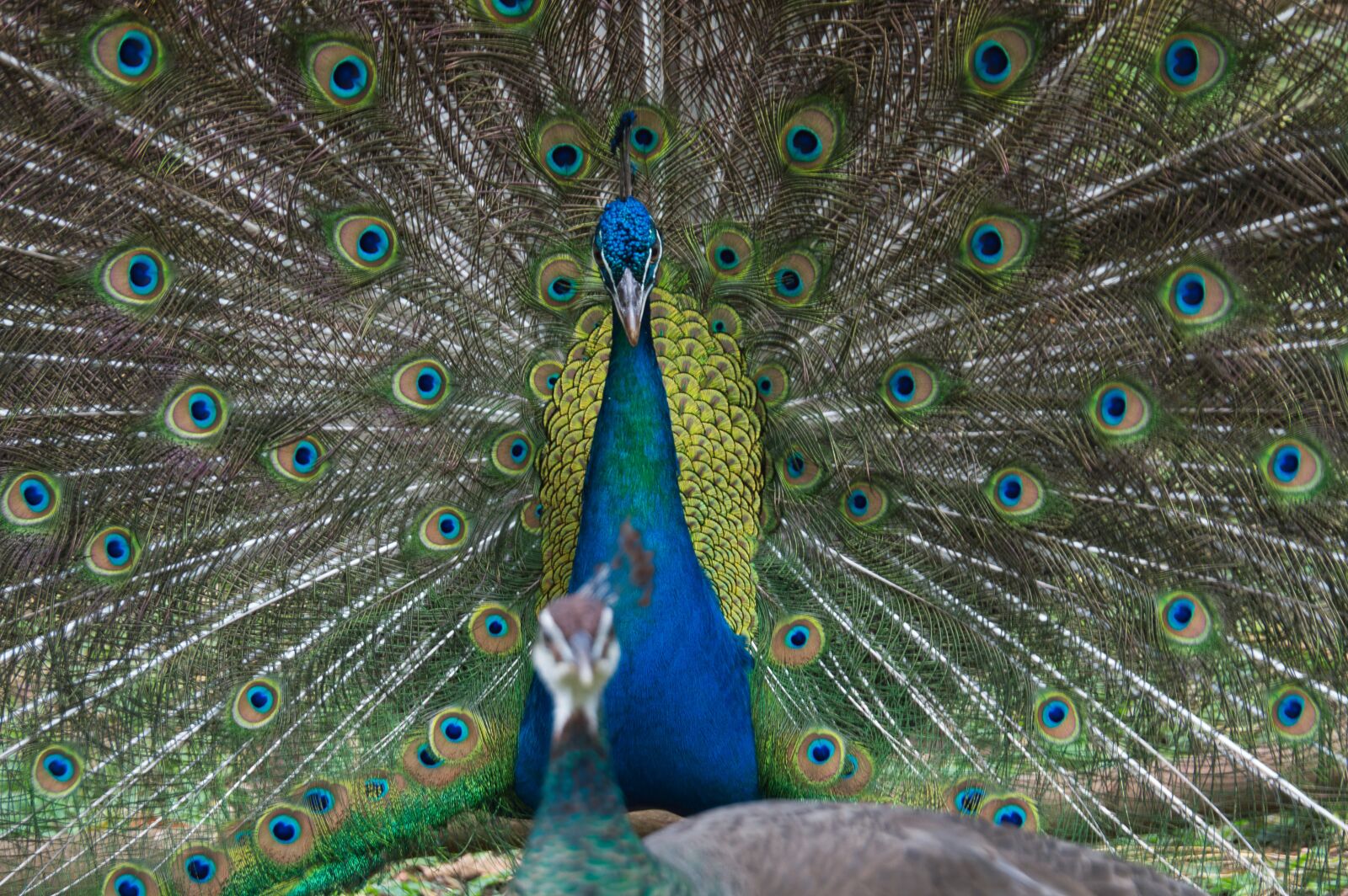 Nikon D3200 sample photo. Costa rica, ave, peacock photography