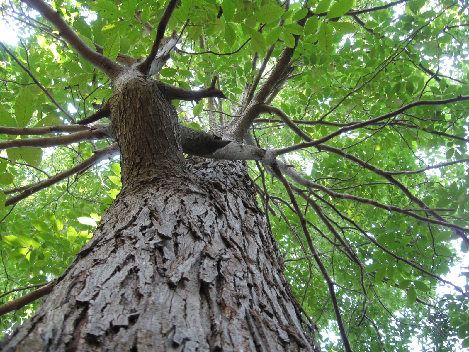 Canon PowerShot A590 IS sample photo. Hickory, trunk, canopy photography