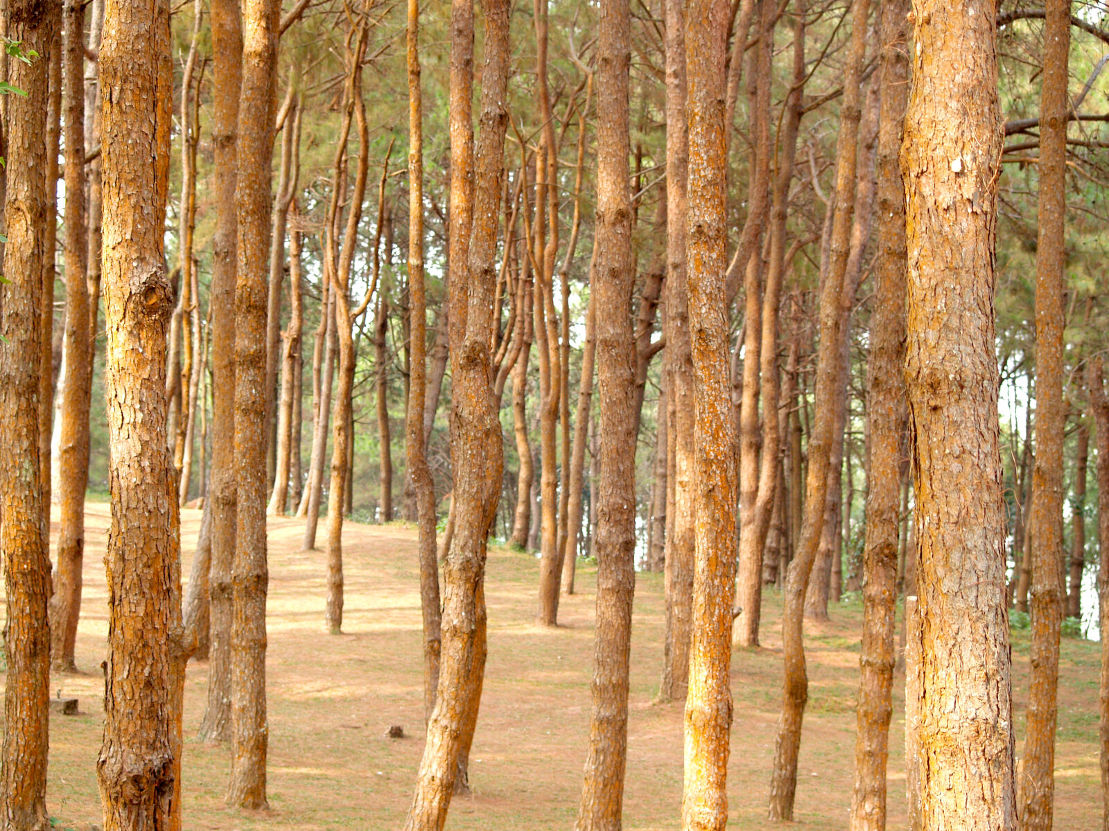 Olympus E-300 (EVOLT E-300) sample photo. Brown, bare, tree photography