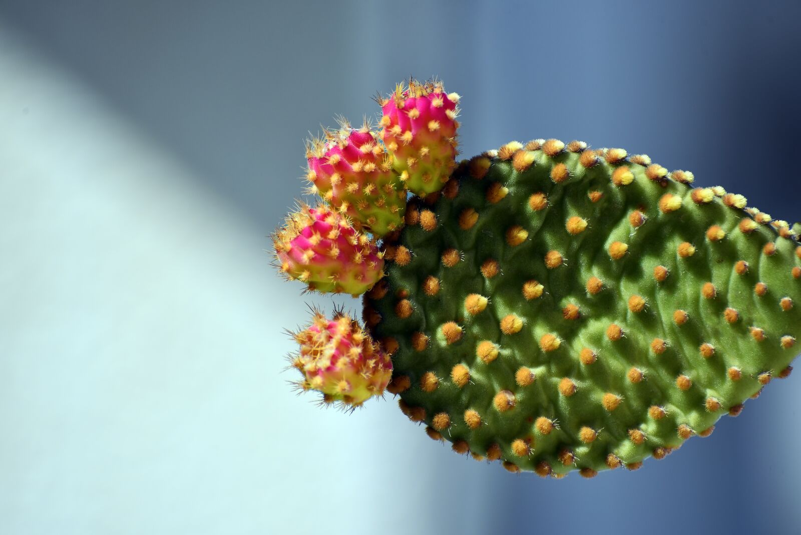 Nikon D750 sample photo. Nature, flora, outdoors photography