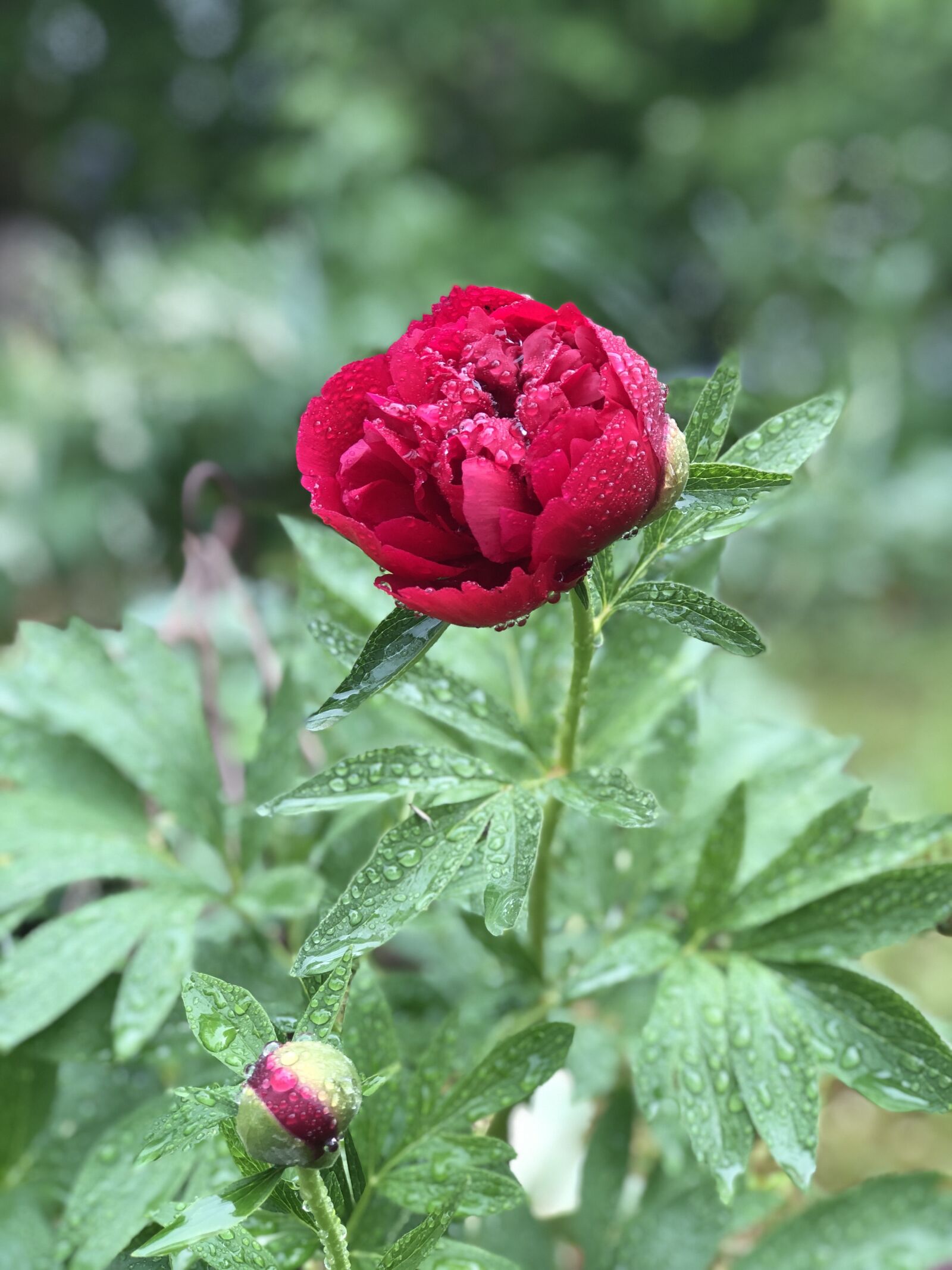 iPhone 8 Plus back dual camera 6.6mm f/2.8 sample photo. Peony, flower, rain photography