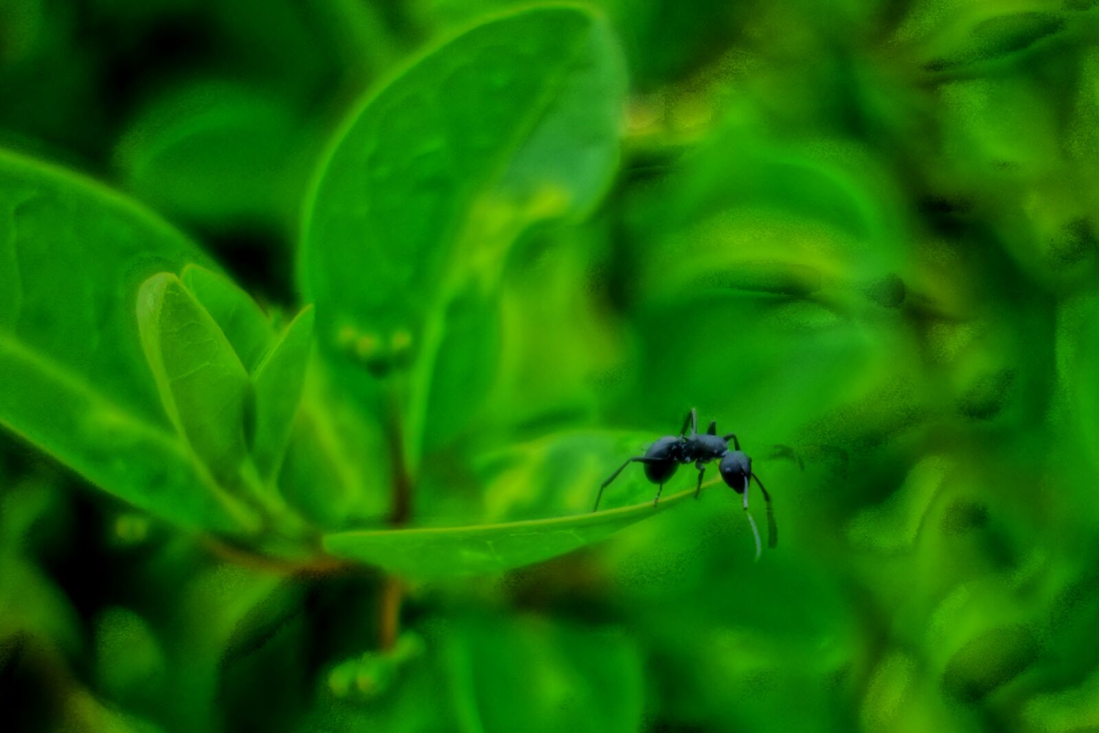 Sony Cyber-shot DSC-RX100 sample photo. Ant, insect photography