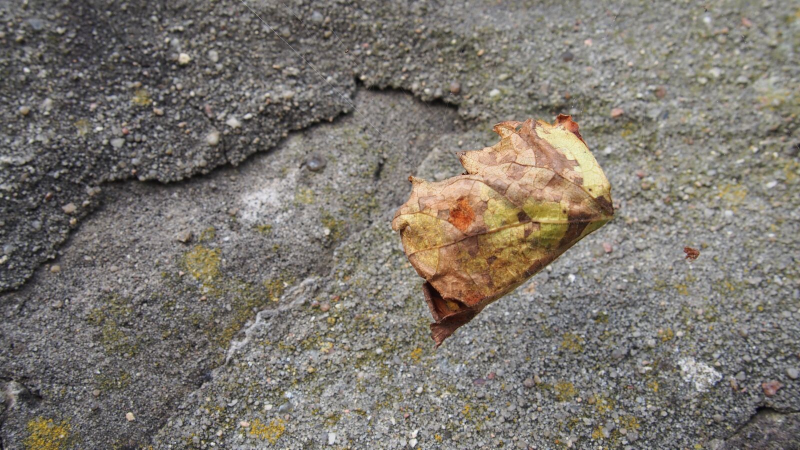 Olympus PEN E-PL6 sample photo. Leaf, autumn, fall foliage photography