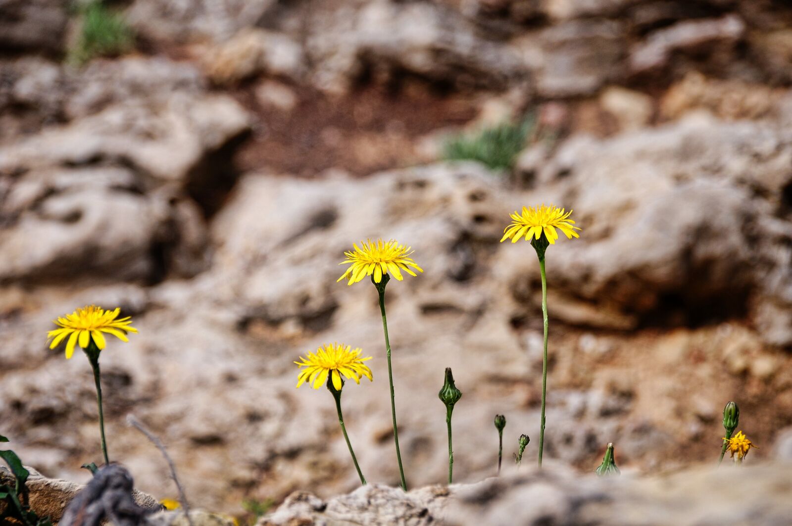 Nikon D300S sample photo. Flower, zoom, close up photography