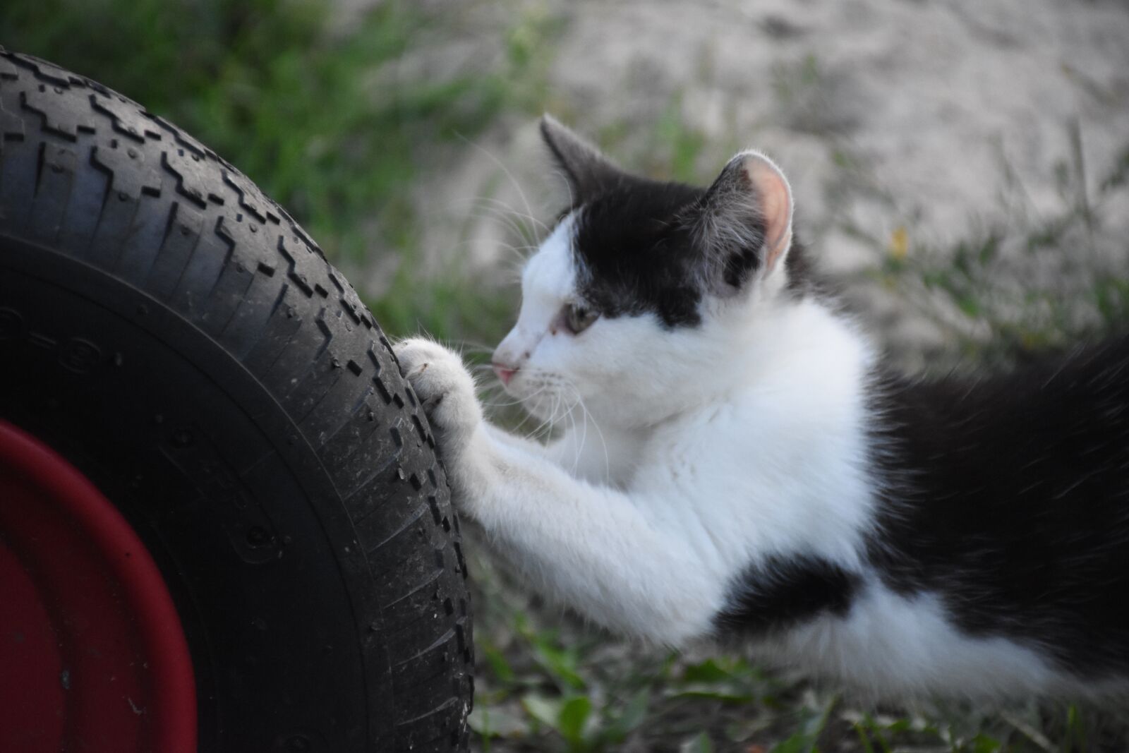 Nikon D7200 sample photo. Fun, cat, animals photography