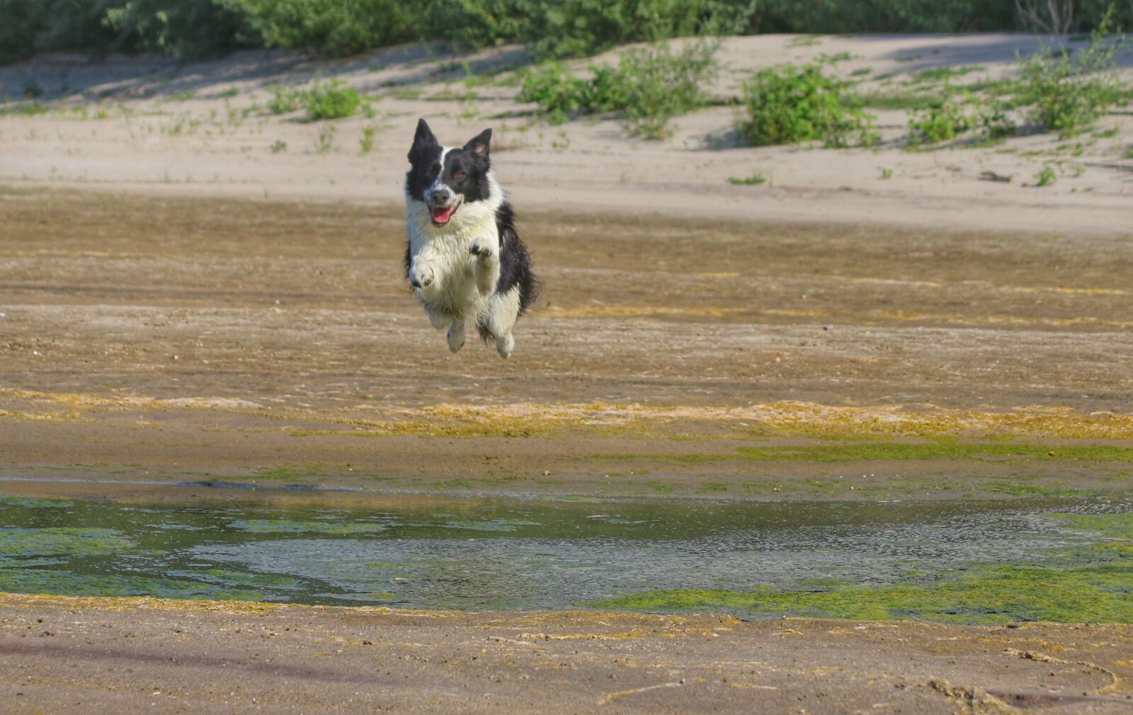 Canon EOS 7D Mark II + Canon EF 75-300mm F4.0-5.6 IS USM sample photo. Dog, jump, game photography
