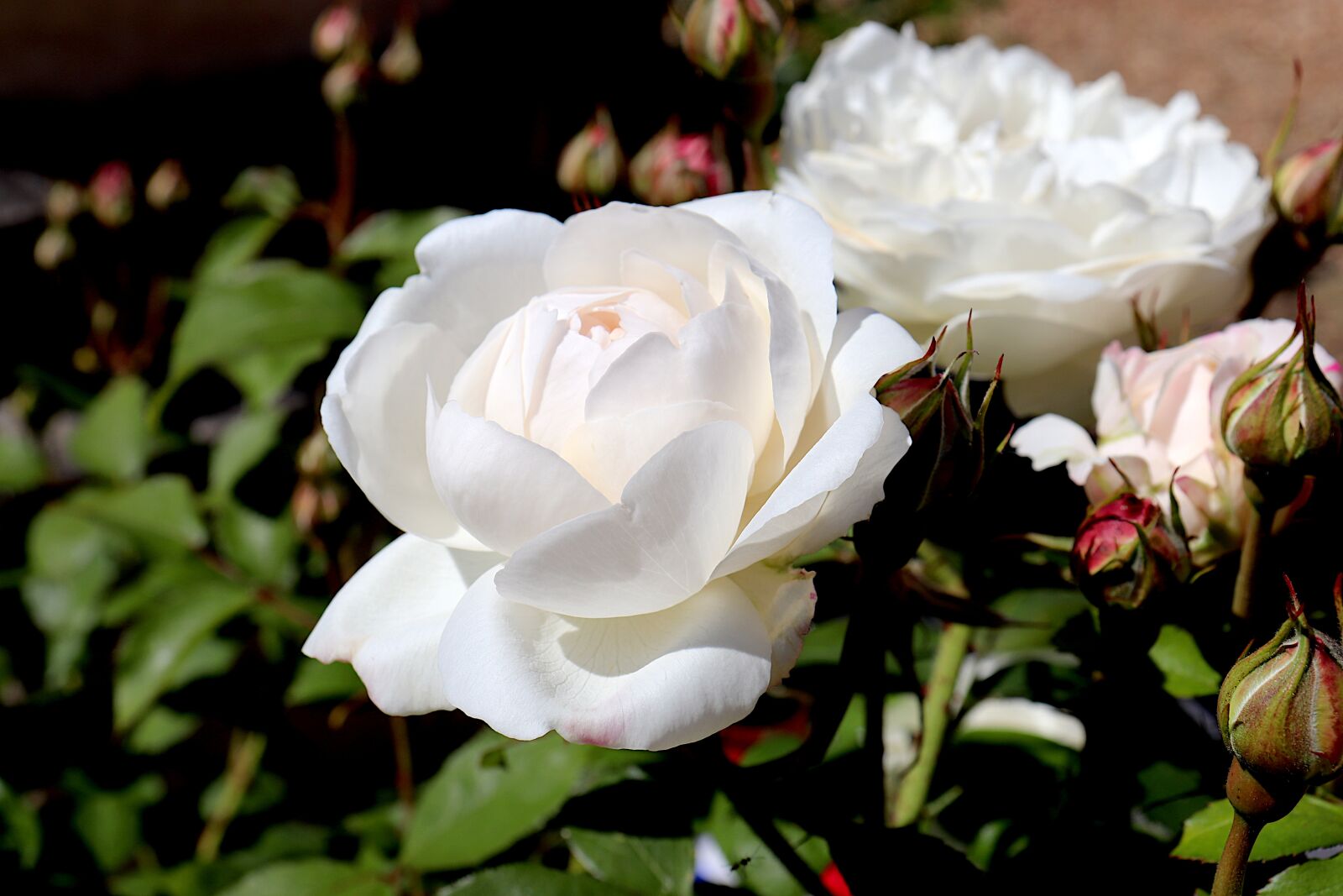 Canon EOS 800D (EOS Rebel T7i / EOS Kiss X9i) sample photo. Pink, roses, flowering shrubs photography