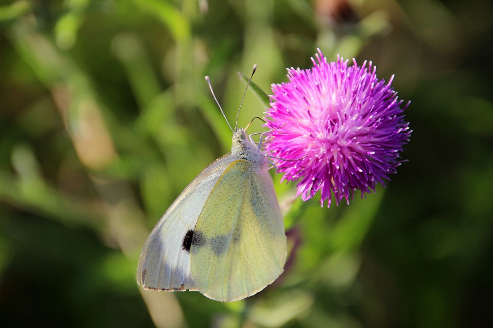 Canon EOS 600D (Rebel EOS T3i / EOS Kiss X5) sample photo. Butterfly, cabbage white, bug photography