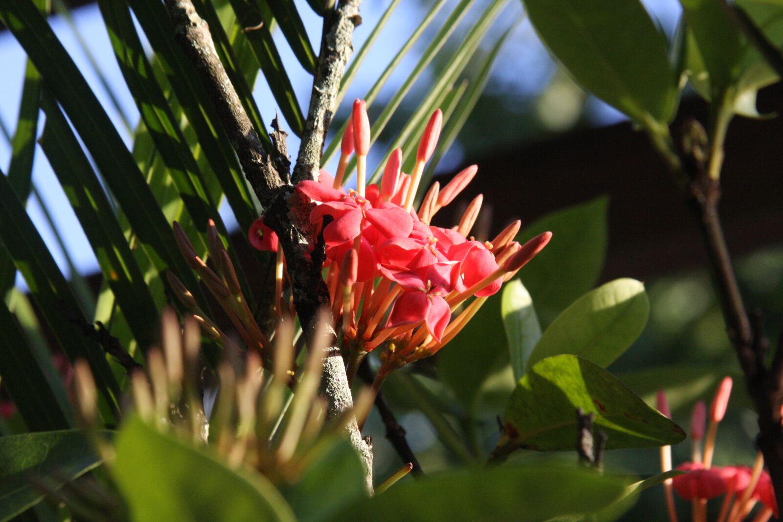 Canon EOS 40D sample photo. Flower, red, south photography