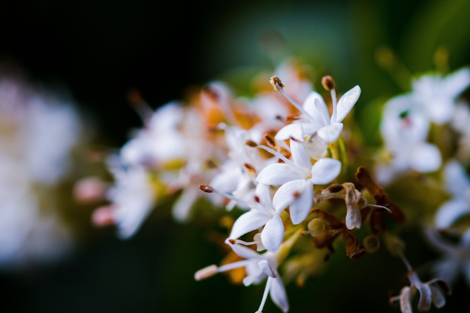 Nikon D7500 sample photo. Plant, natural, white flowers photography