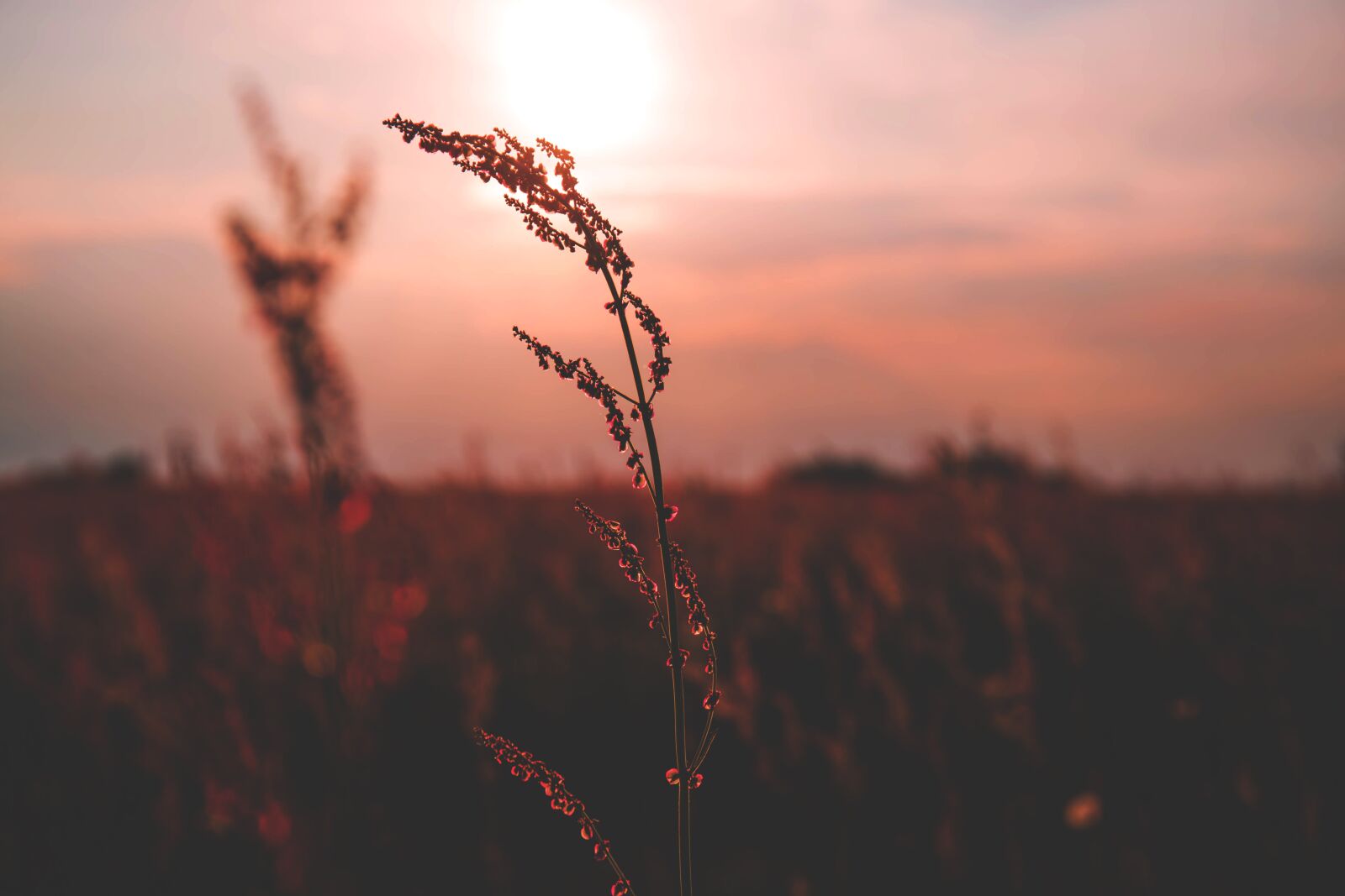 Canon EF 24-70mm F4L IS USM sample photo. Nature, colorful, evening photography