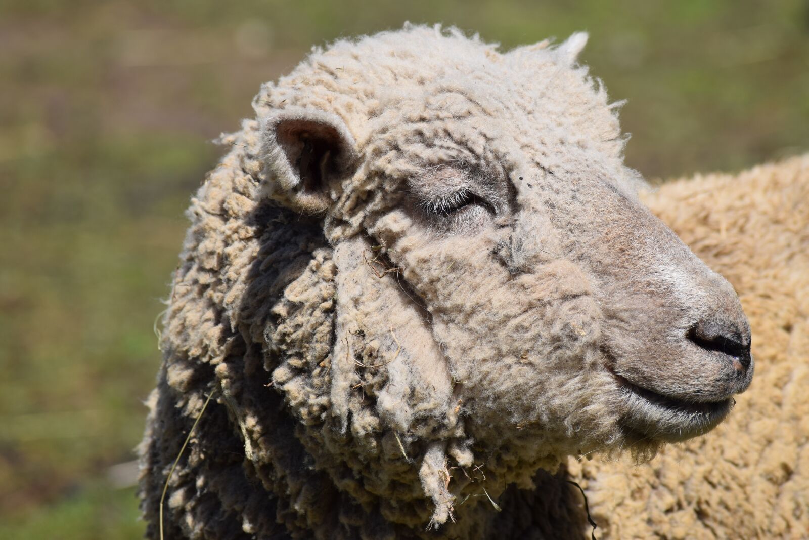Nikon D3300 sample photo. Sheep, farm, woolly photography