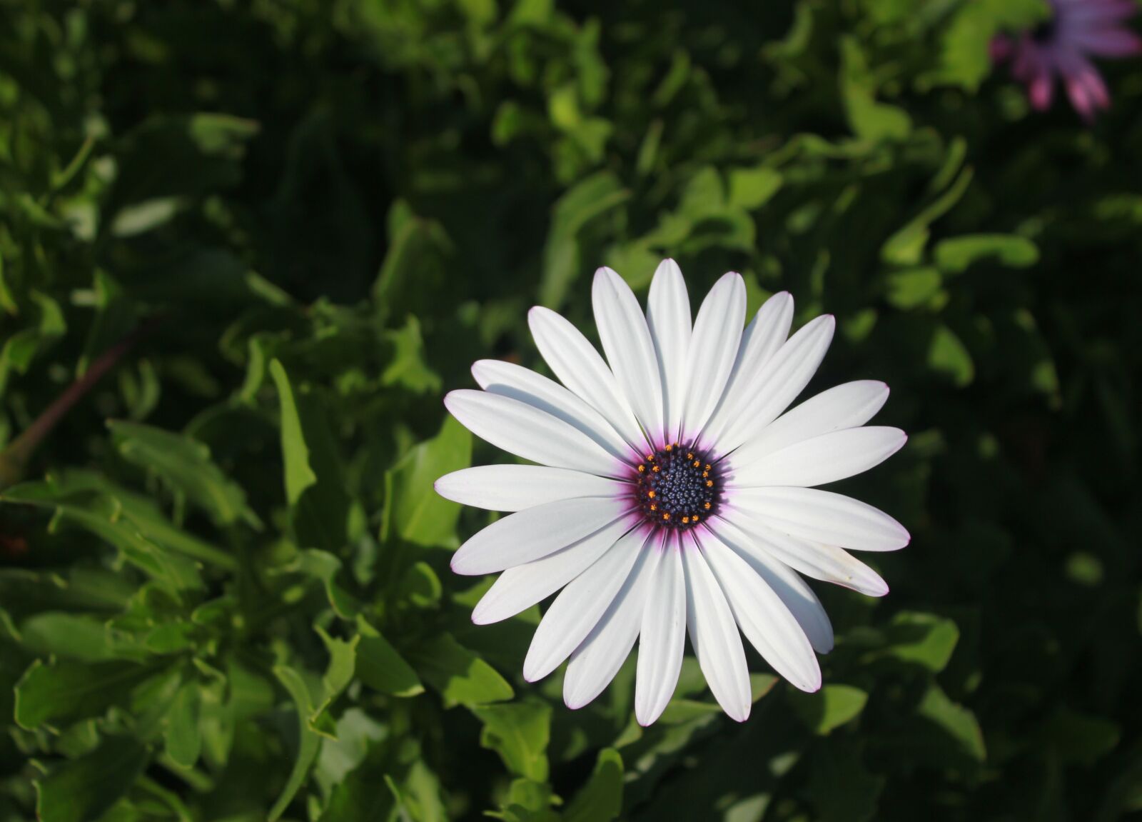 Canon EOS 550D (EOS Rebel T2i / EOS Kiss X4) sample photo. Daisy, flower, plant photography