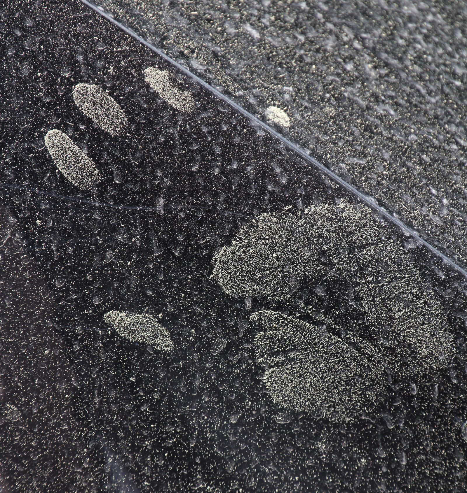 Canon EOS 60D sample photo. Pollen, dust, nature photography