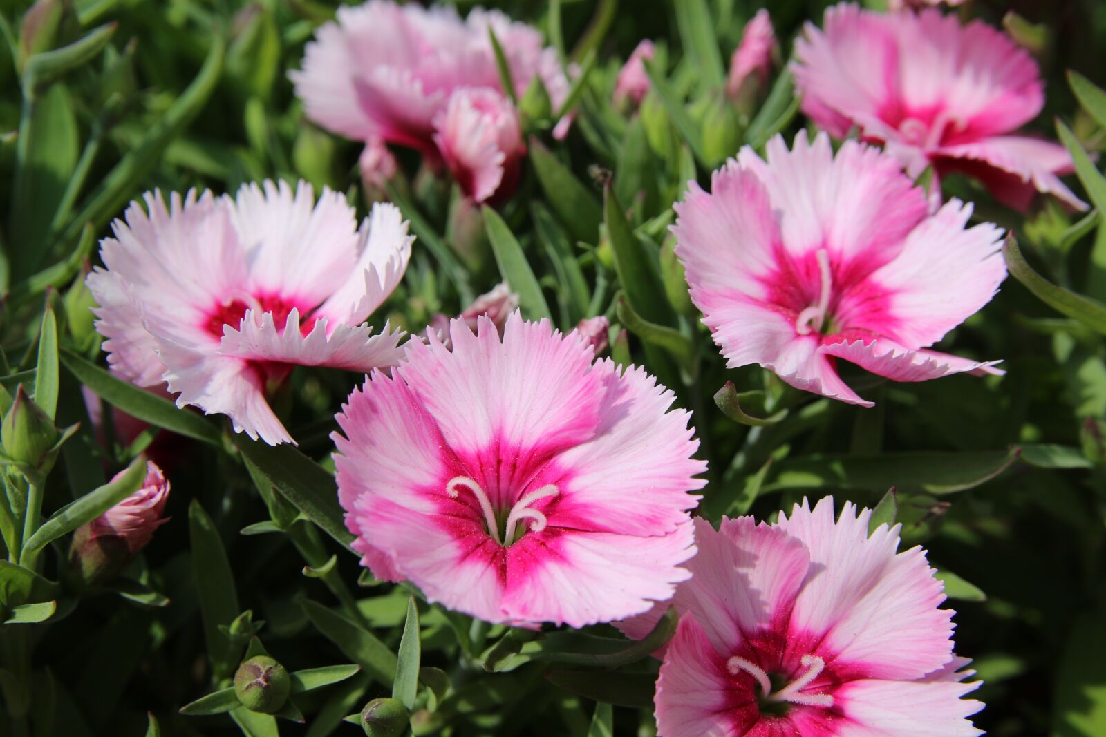 Canon EOS 7D Mark II sample photo. Paeraengyi, dianthus flower, flowers photography