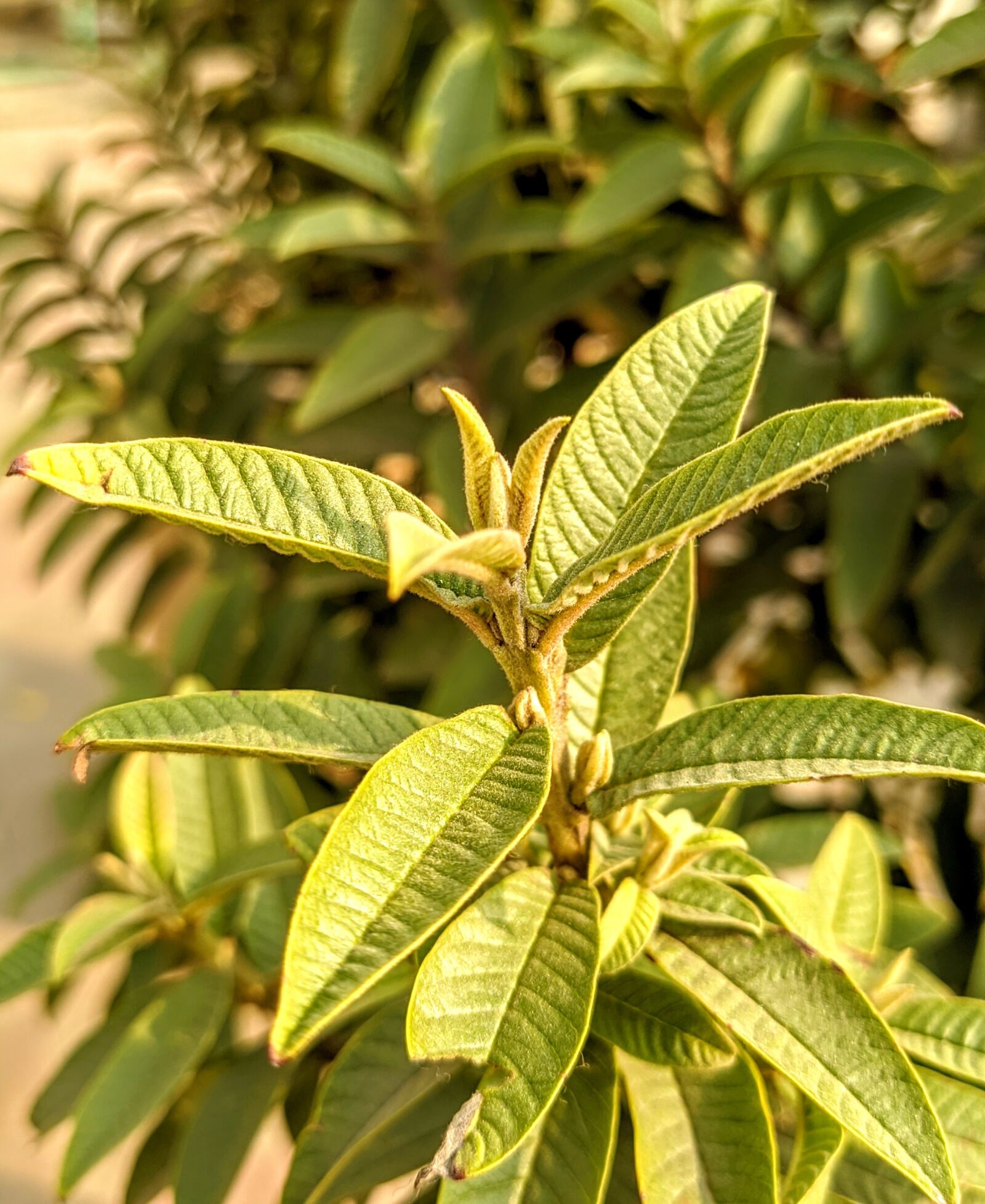 Xiaomi Mi A3 sample photo. Guba tree, tree, beauty photography