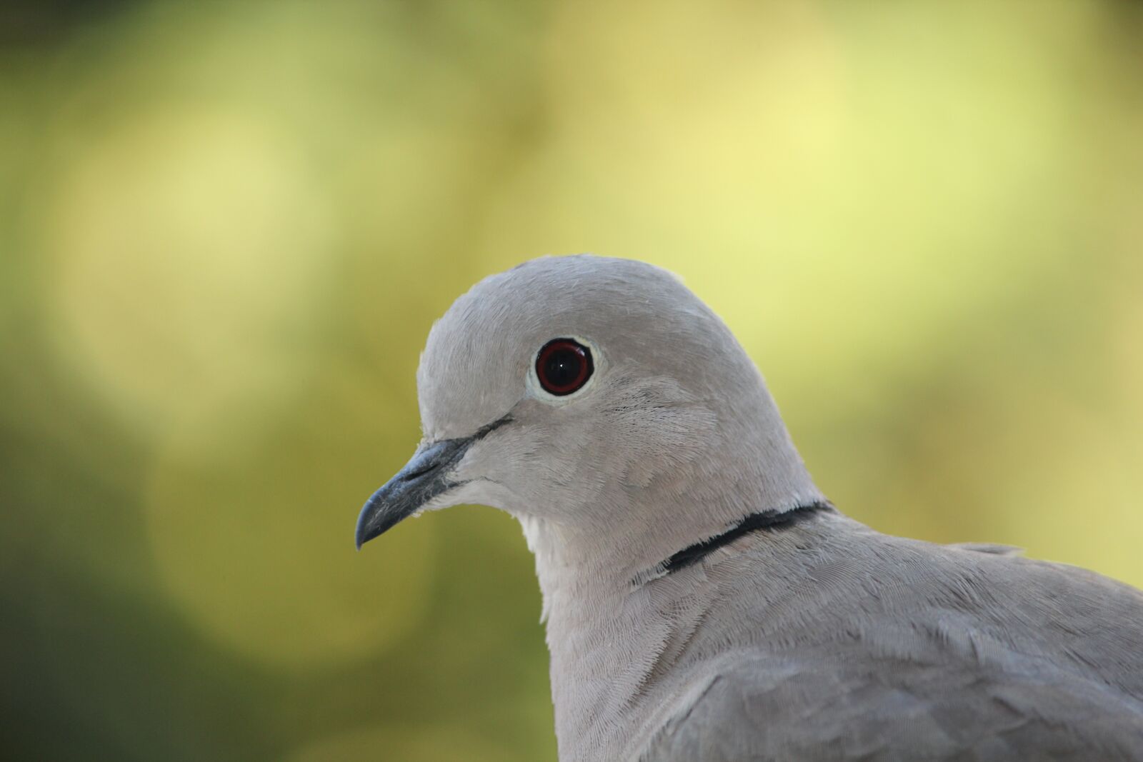 Canon EOS 550D (EOS Rebel T2i / EOS Kiss X4) sample photo. Russula, dove, bird photography