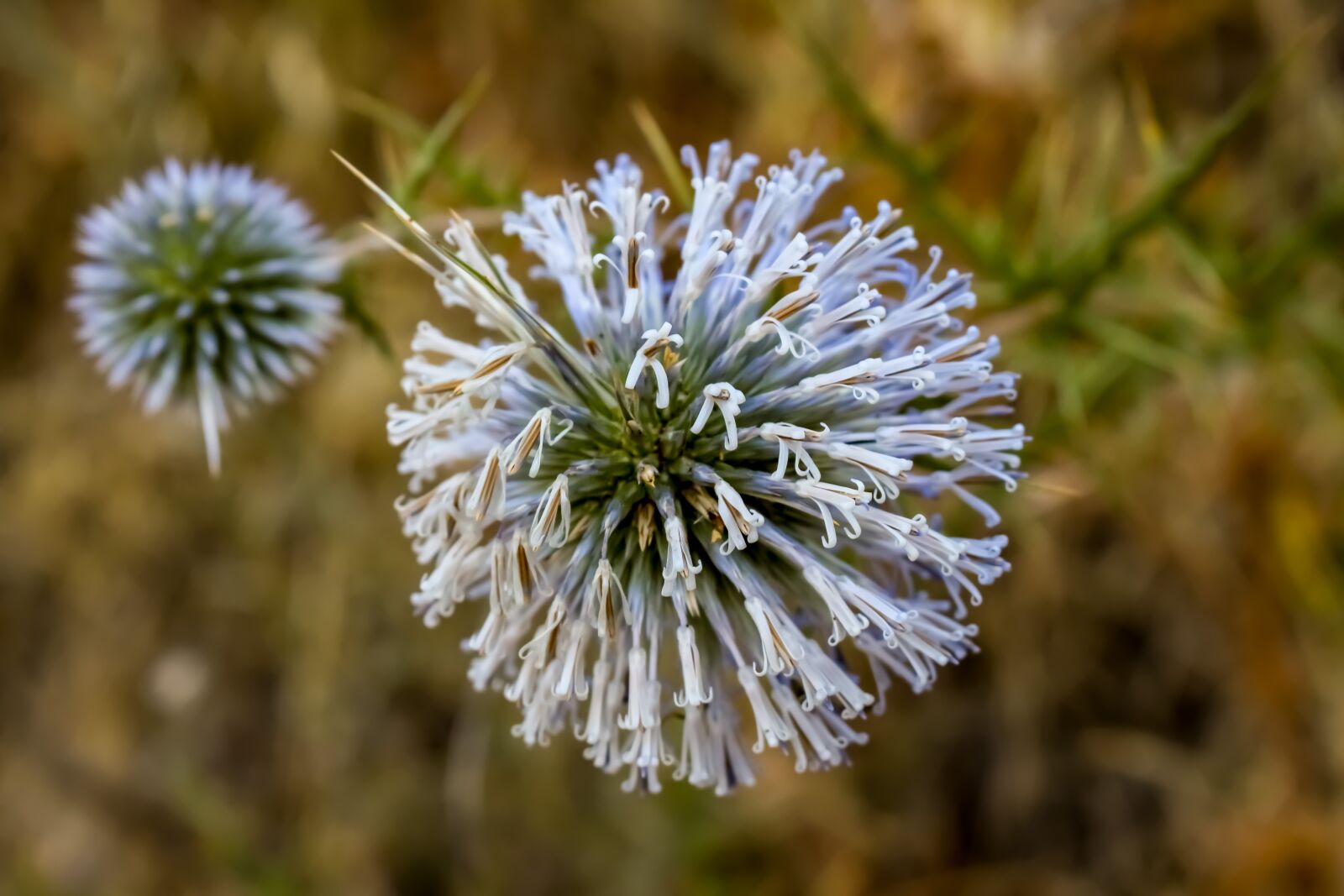 Nikon D3300 sample photo. Thistle, inflorescence, flower photography