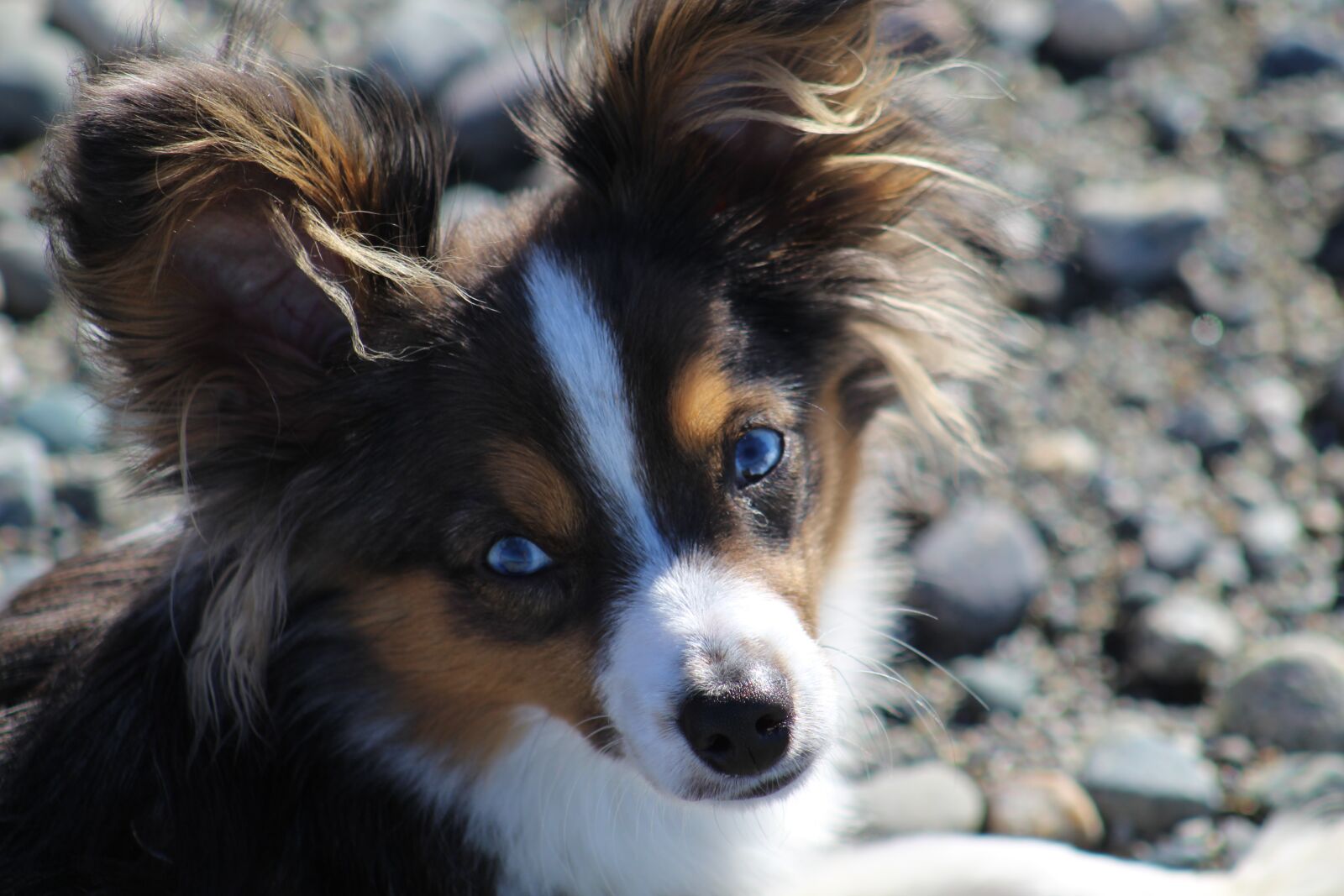 Canon EOS 1300D (EOS Rebel T6 / EOS Kiss X80) sample photo. Puppy, dog, cute photography