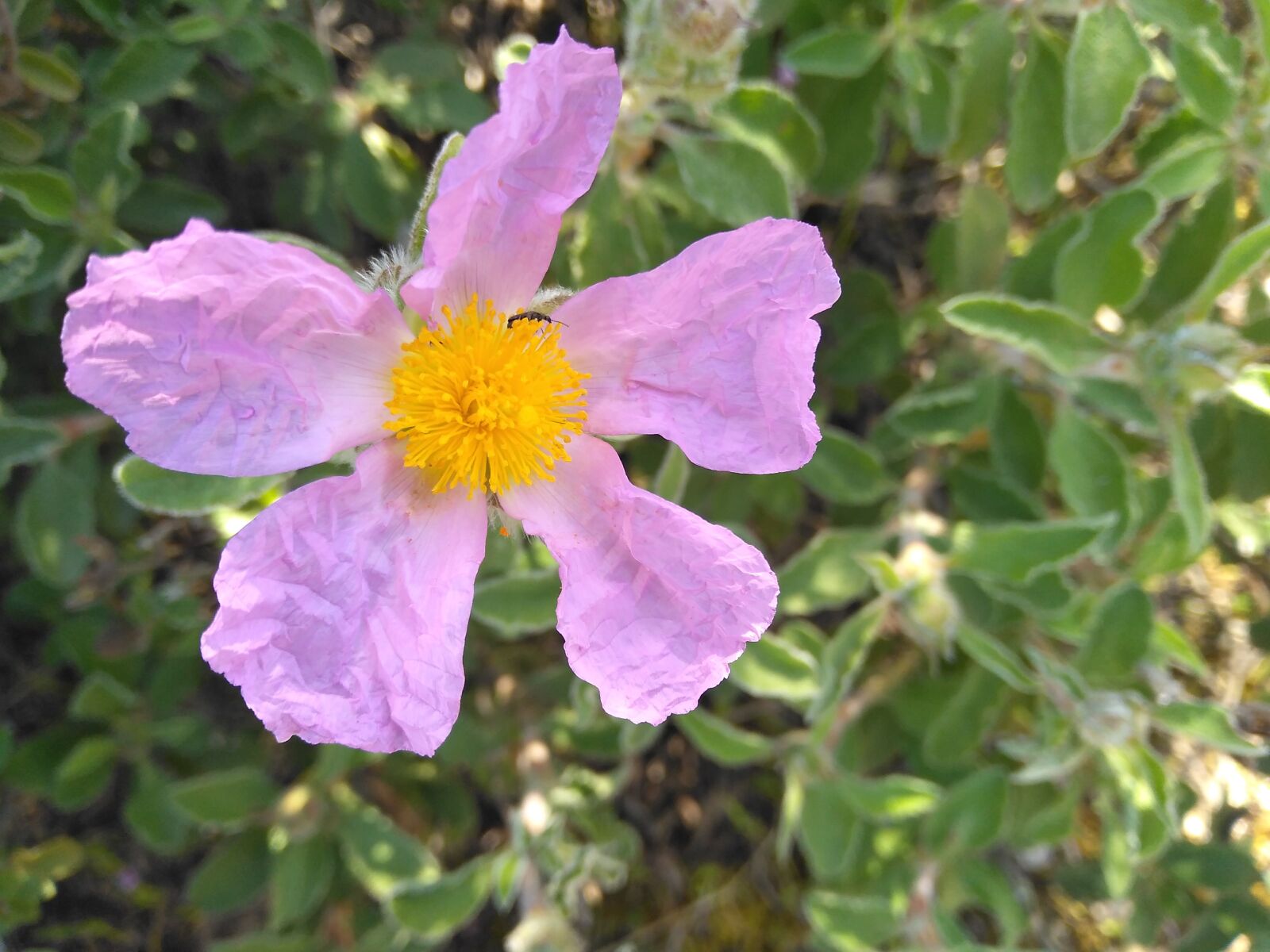 HUAWEI DUB-LX1 sample photo. Flower, cistus, rose crumpled photography