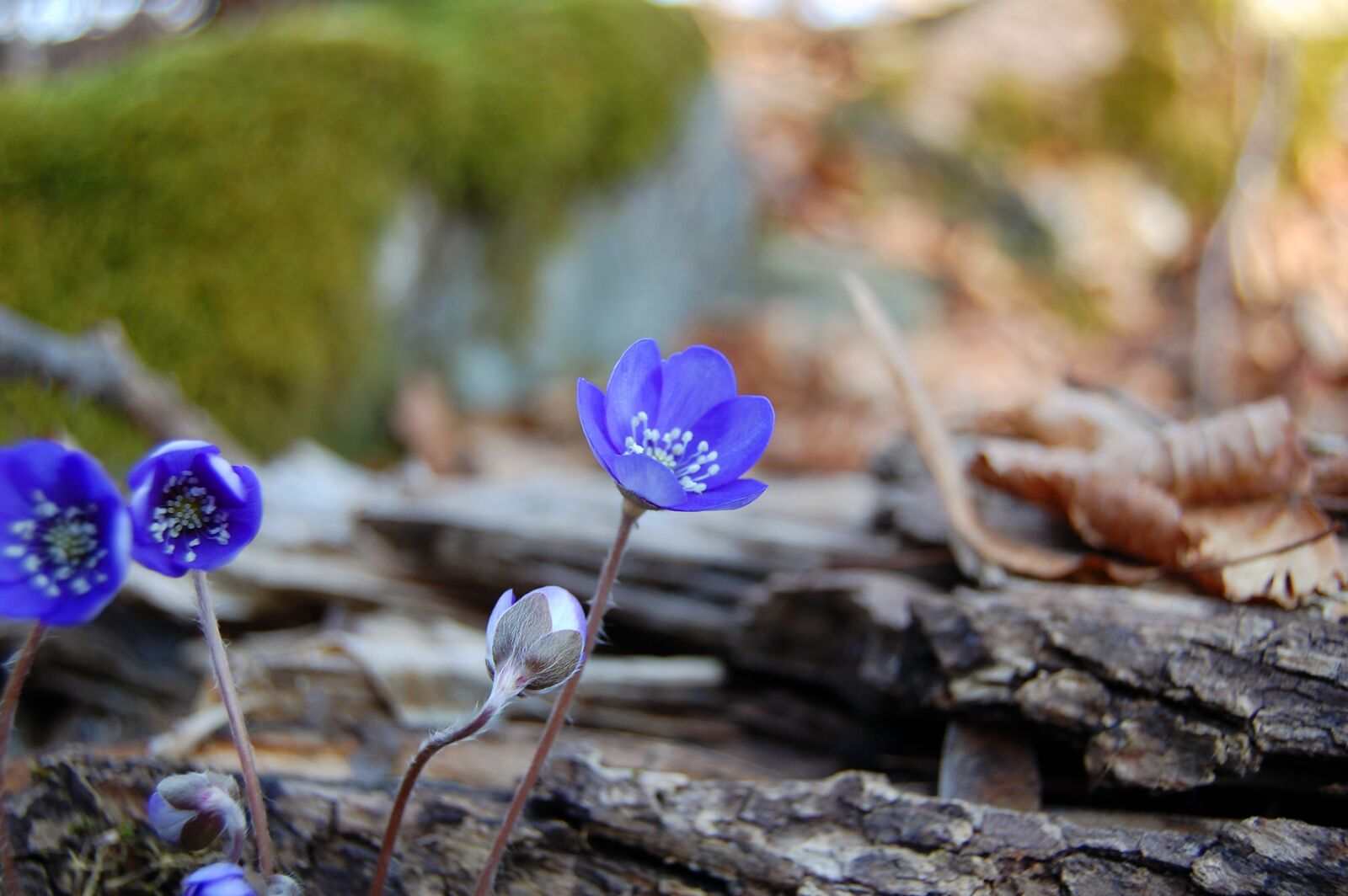 Nikon D40 sample photo. Blue anemone, spring, forest photography