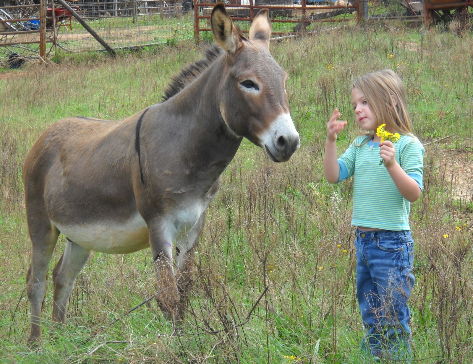 Nikon Coolpix L20 sample photo. Donkey, child, farm photography