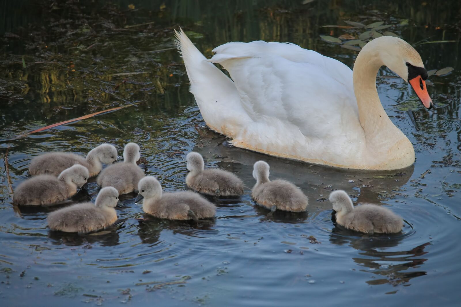 Canon EOS 1100D (EOS Rebel T3 / EOS Kiss X50) sample photo. Swan, chicken, swan k photography