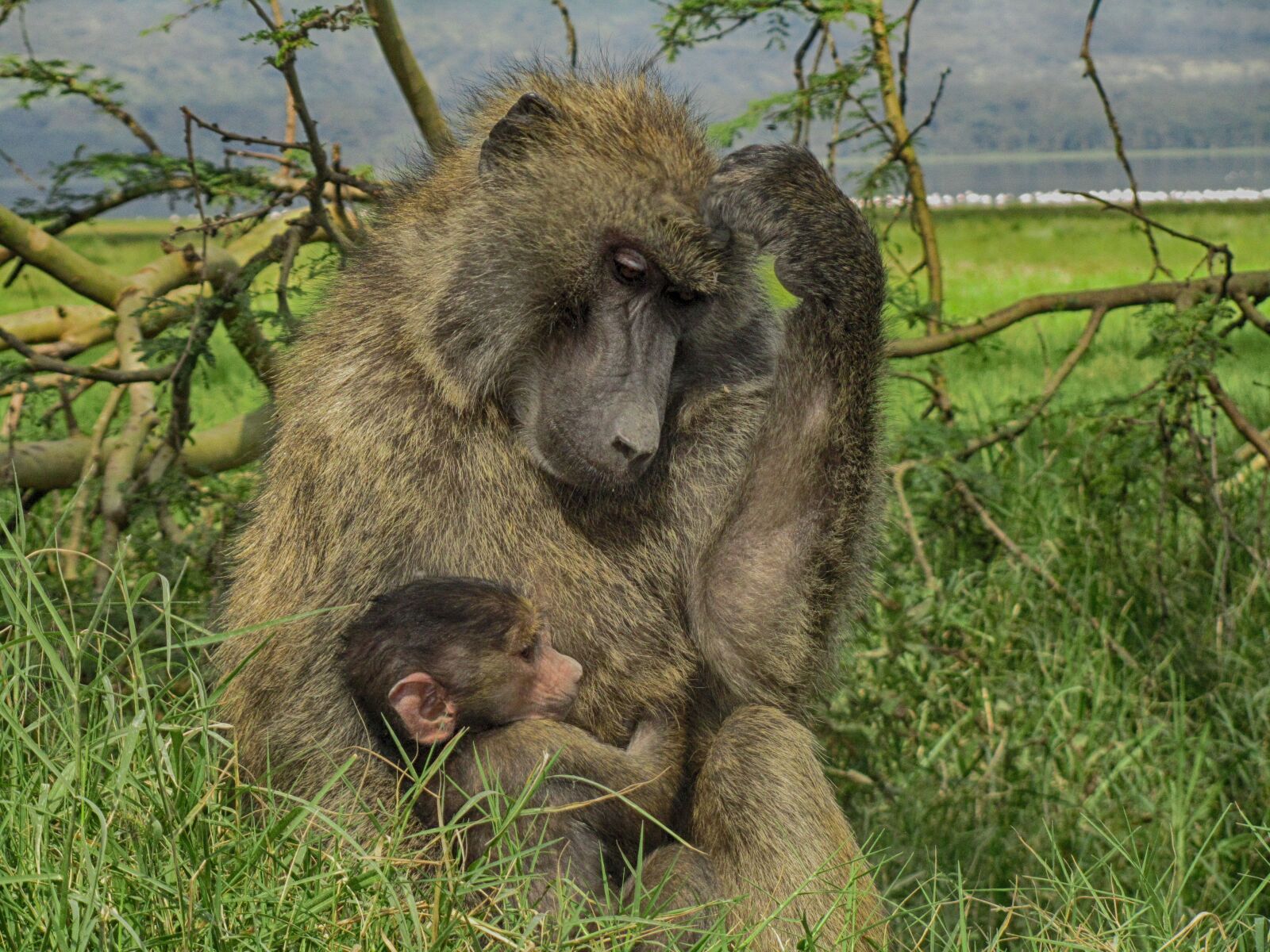 Canon PowerShot SX210 IS sample photo. Baby, mom, monkey photography