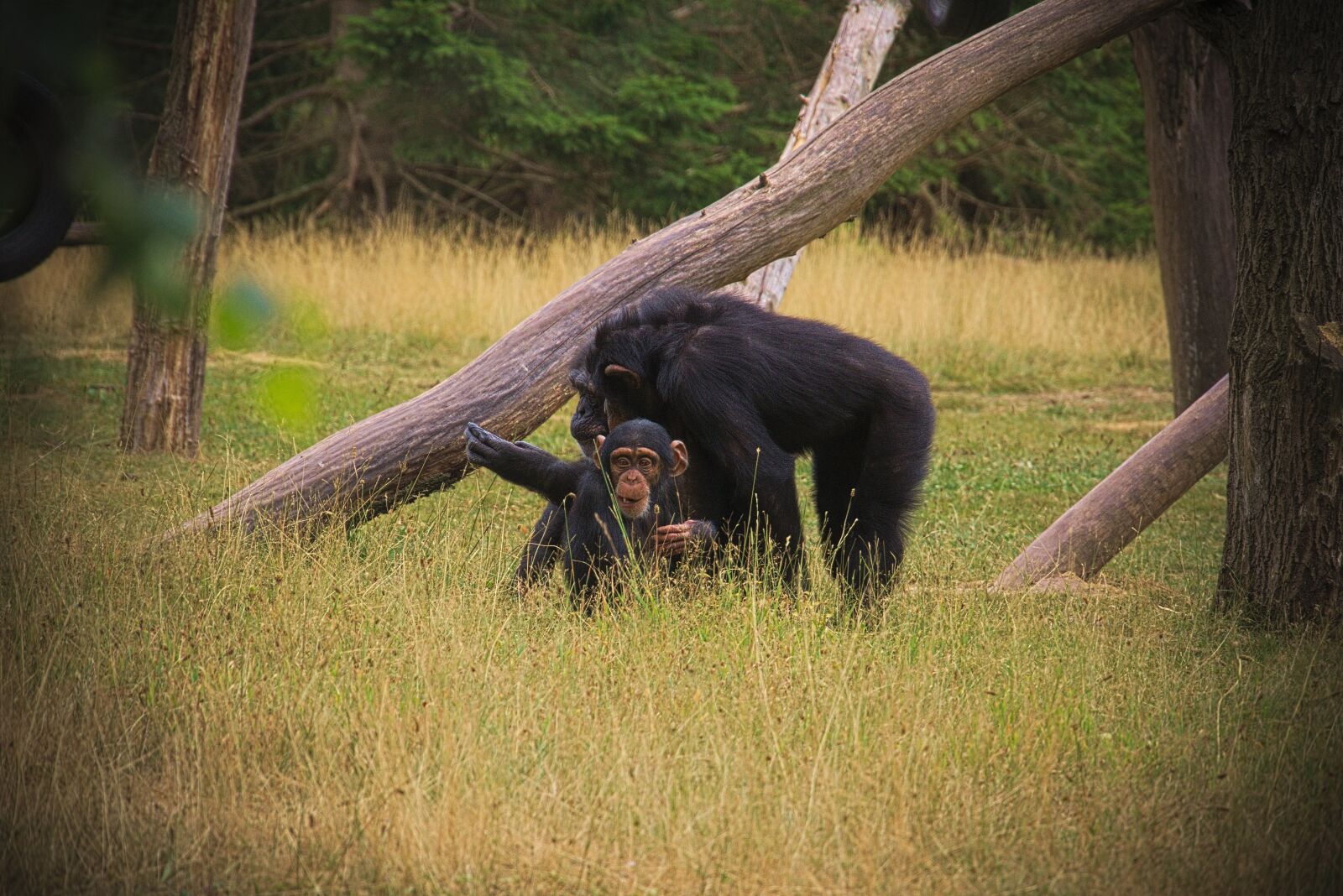 Panasonic Lumix DMC-GH3 sample photo. Monkey, animal, africa photography