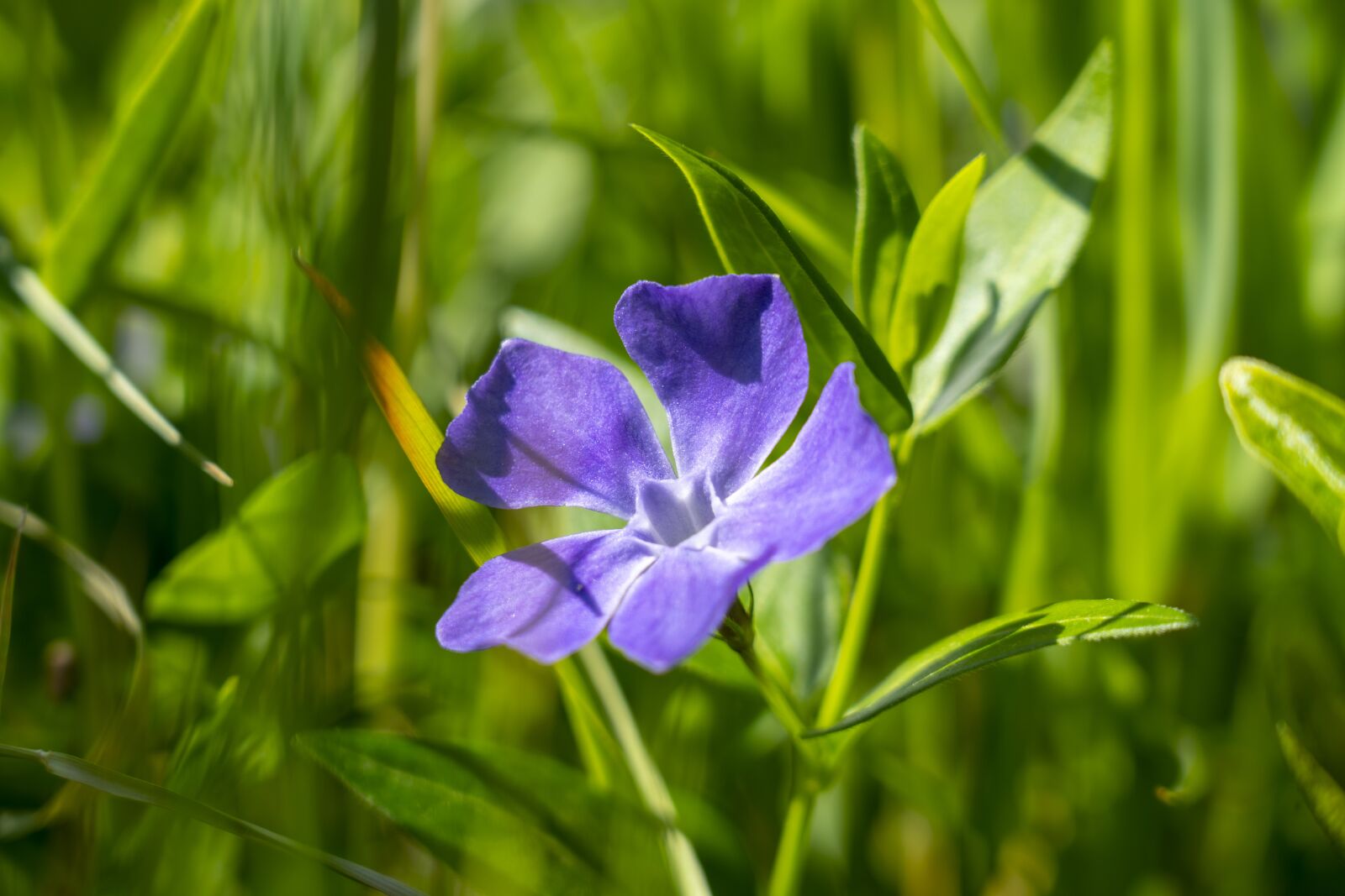 Sony FE 24-105mm F4 G OSS sample photo. Flower, purple, nature photography