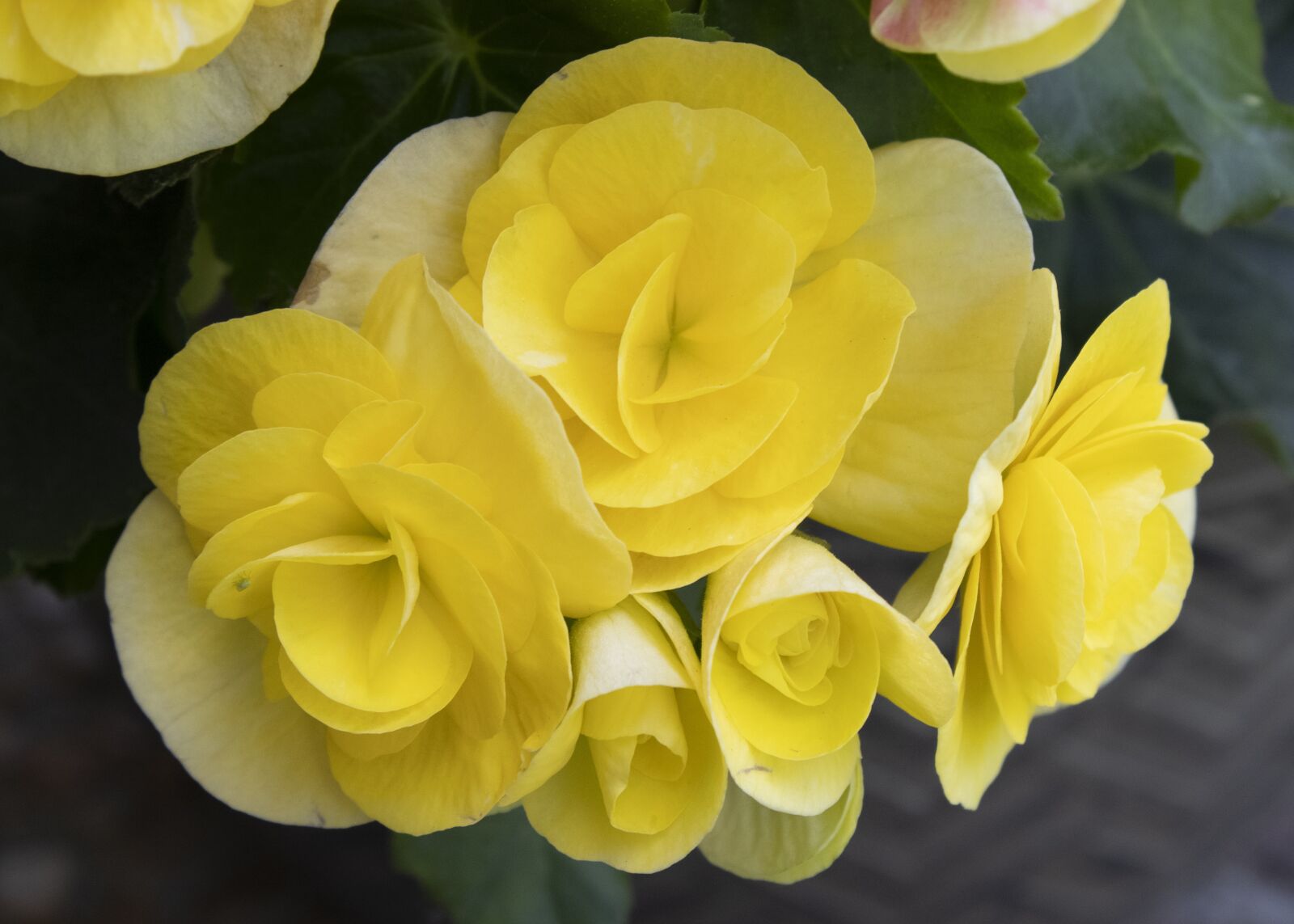 Canon EOS 2000D (EOS Rebel T7 / EOS Kiss X90 / EOS 1500D) sample photo. Yellow flowers, begonias, flowers photography