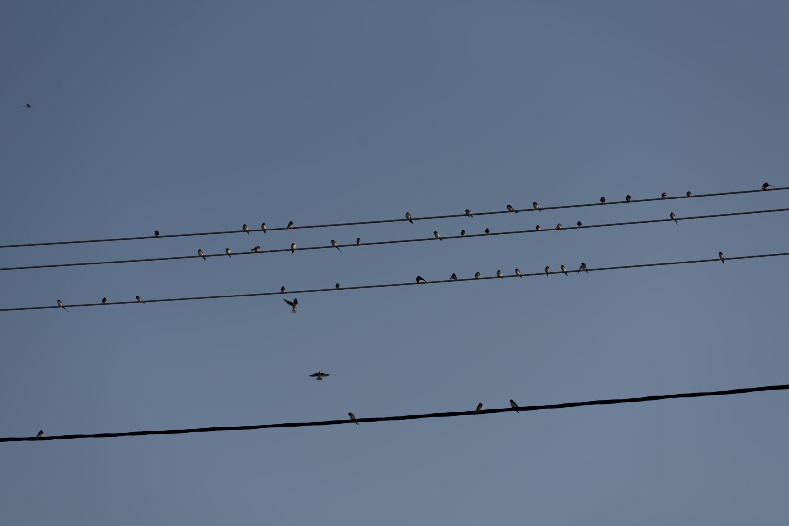 Nikon D750 sample photo. Swallows, birds, swallow photography