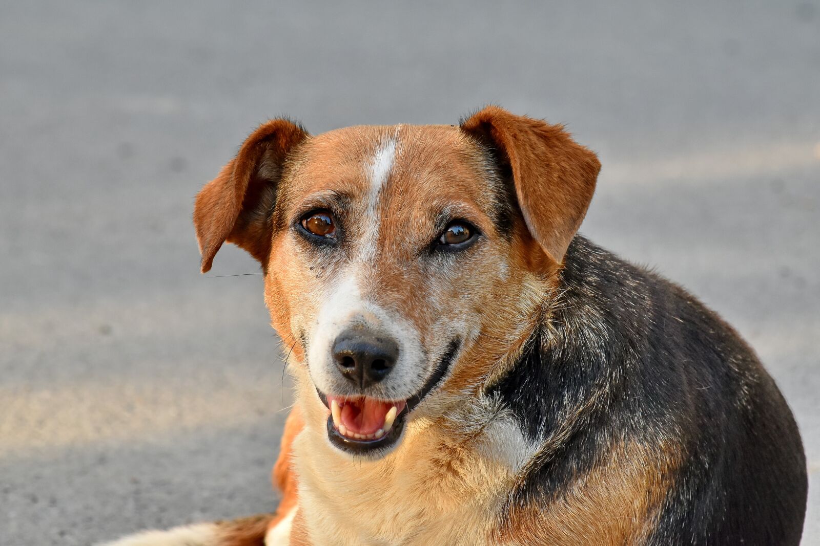 Nikon D5500 sample photo. Beautiful photo, dog, head photography
