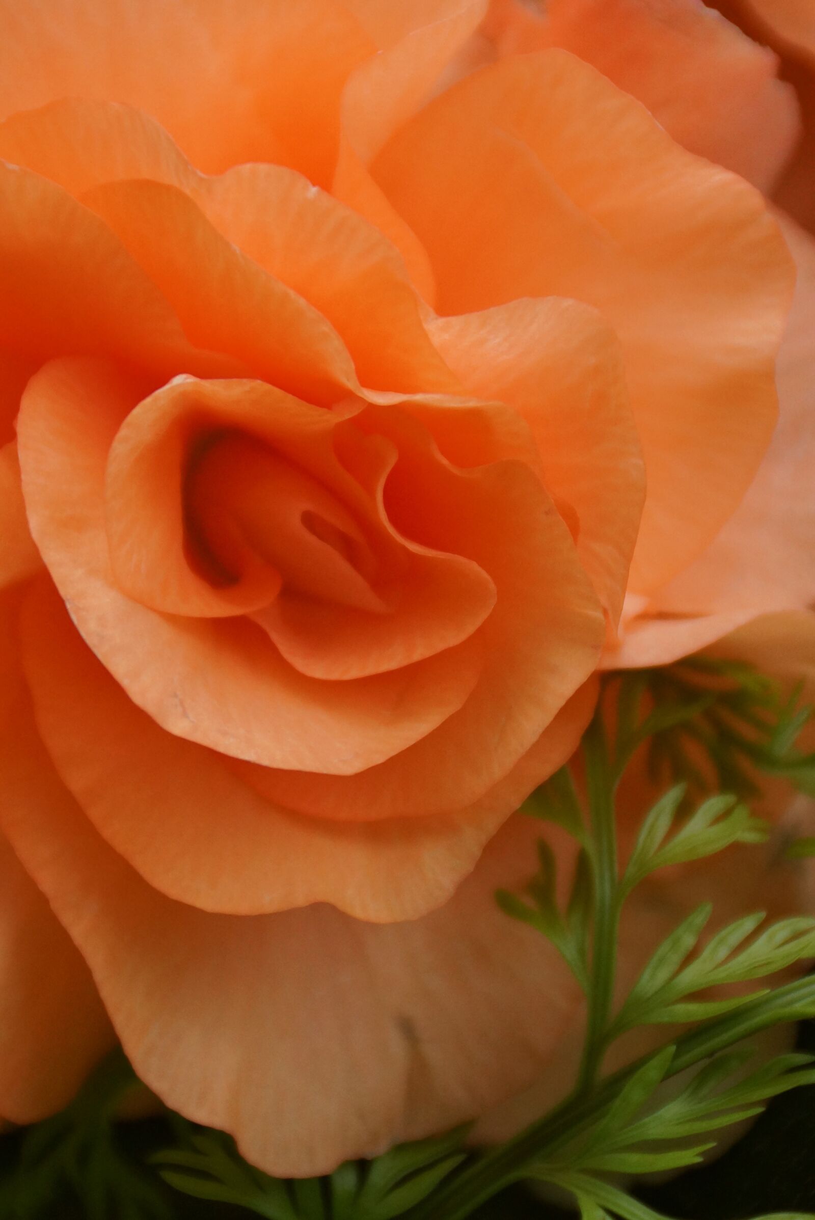 Sony DT 18-250mm F3.5-6.3 sample photo. Flower, nature, begonia photography